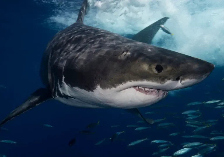 Shark Encounter Dynamics: A Technical Analysis Of Child Survival